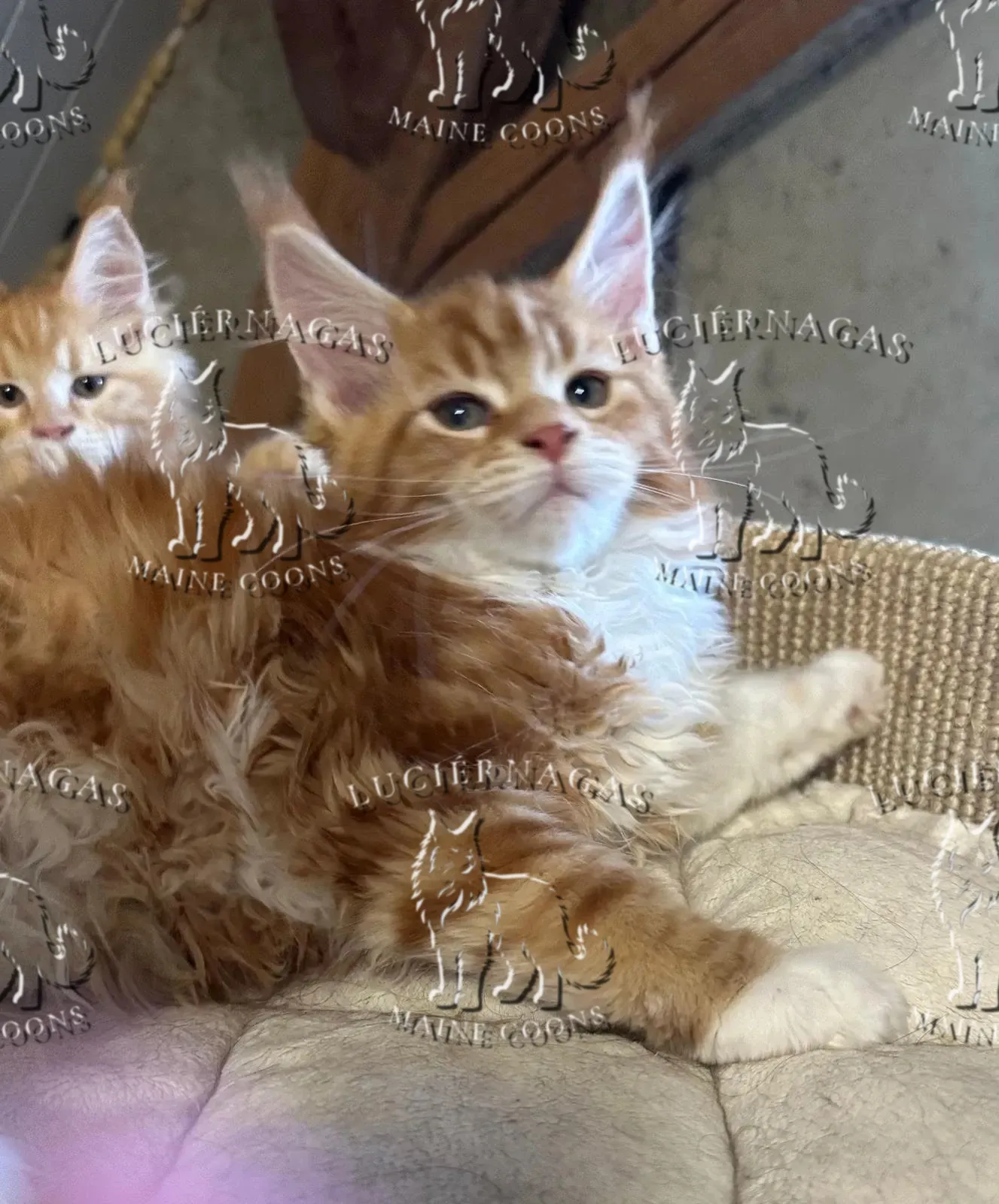 Knöpfle, Maine Coon red tabby/white
