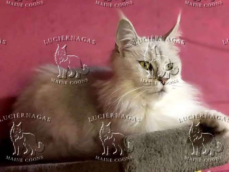 Grace Shalimar, Maine Coon black silver tabby shaded