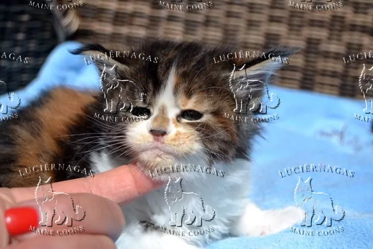 Up Grade, Maine Coon black torbie/white