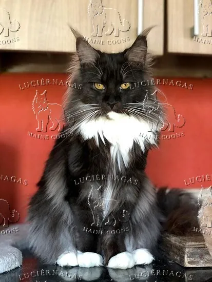 Parvati, Maine Coon black smoke/white