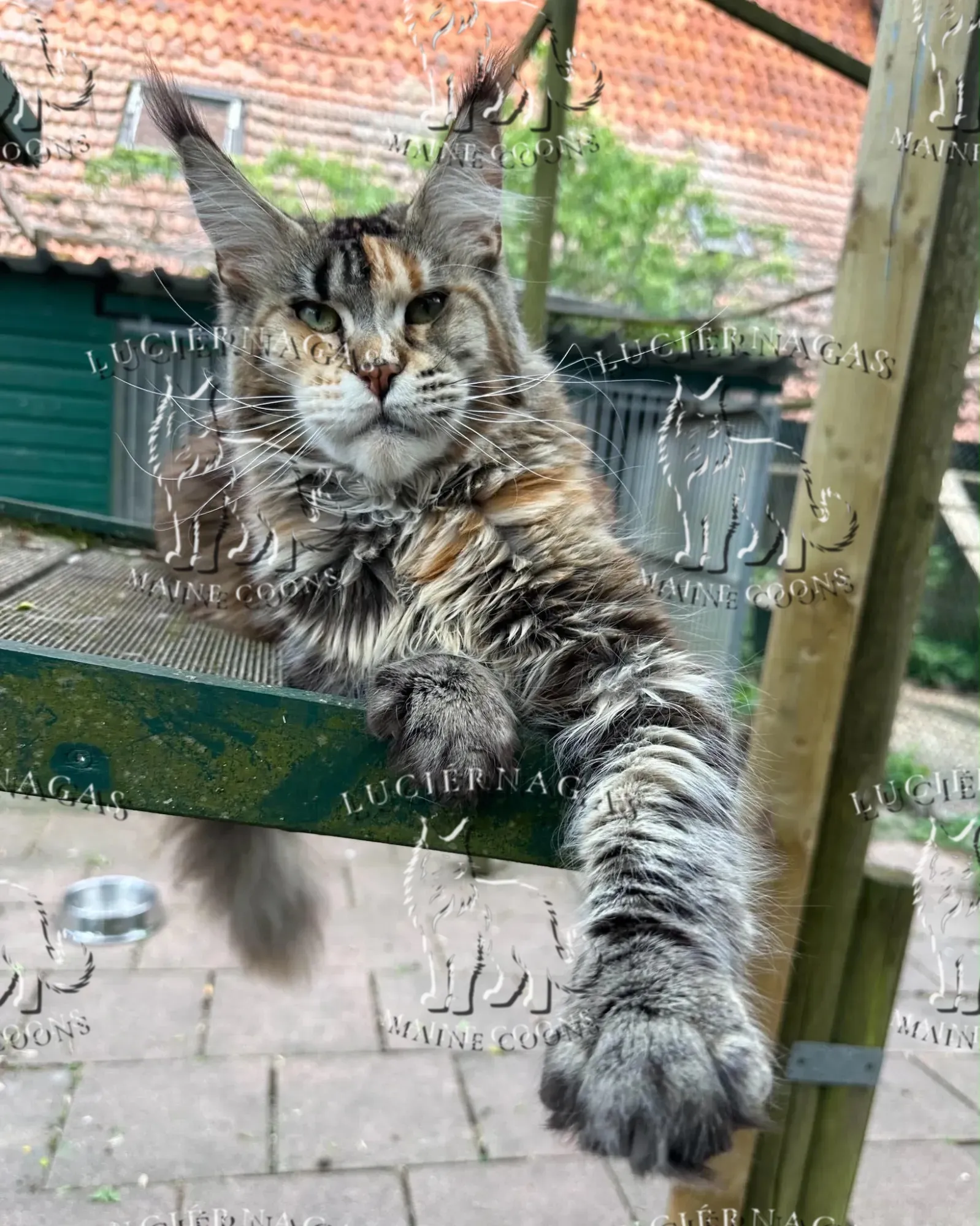 Long Island, Maine Coon black torbie