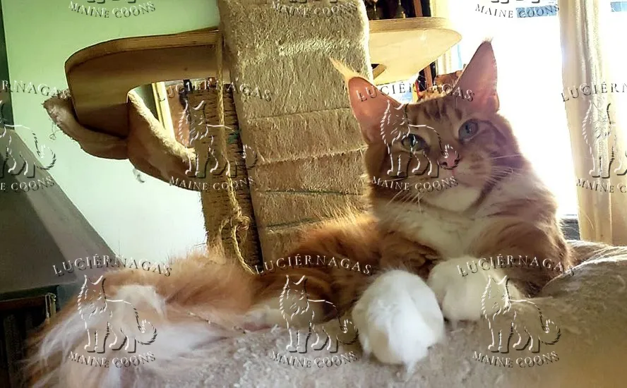 Osiris, Maine Coon red tabby/white