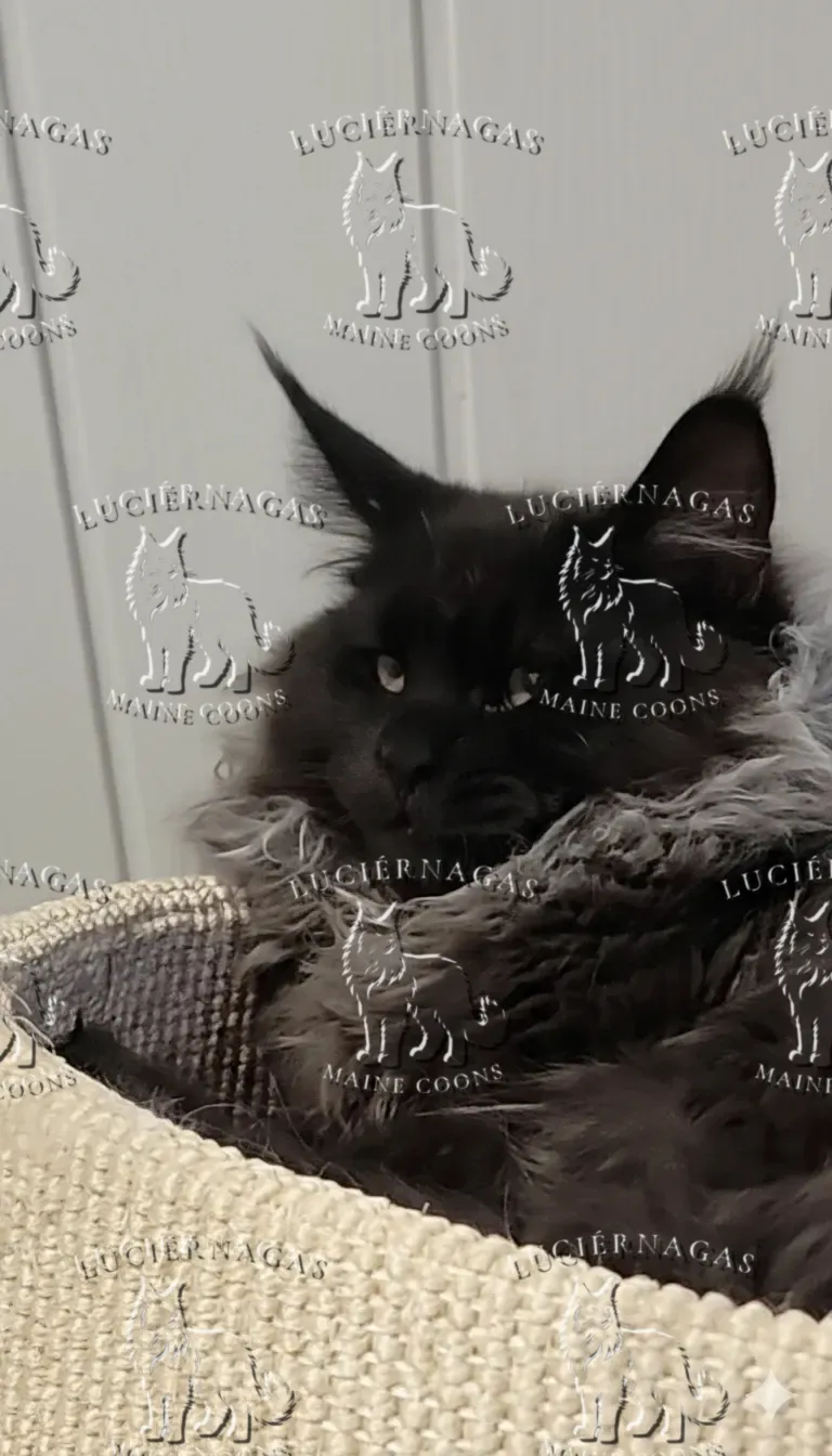Graf Dracula, Maine Coon