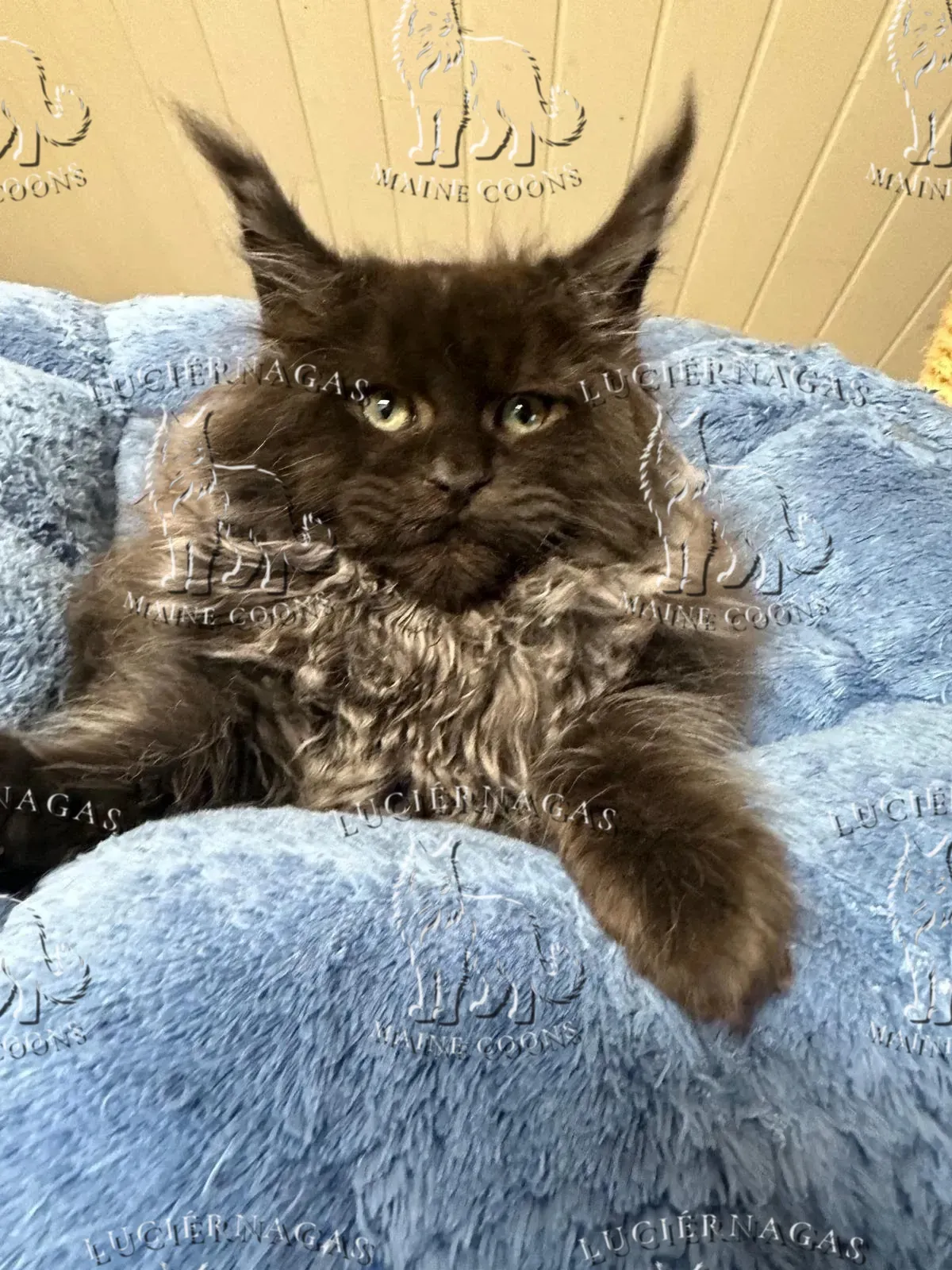 Graf Dracula, Maine Coon