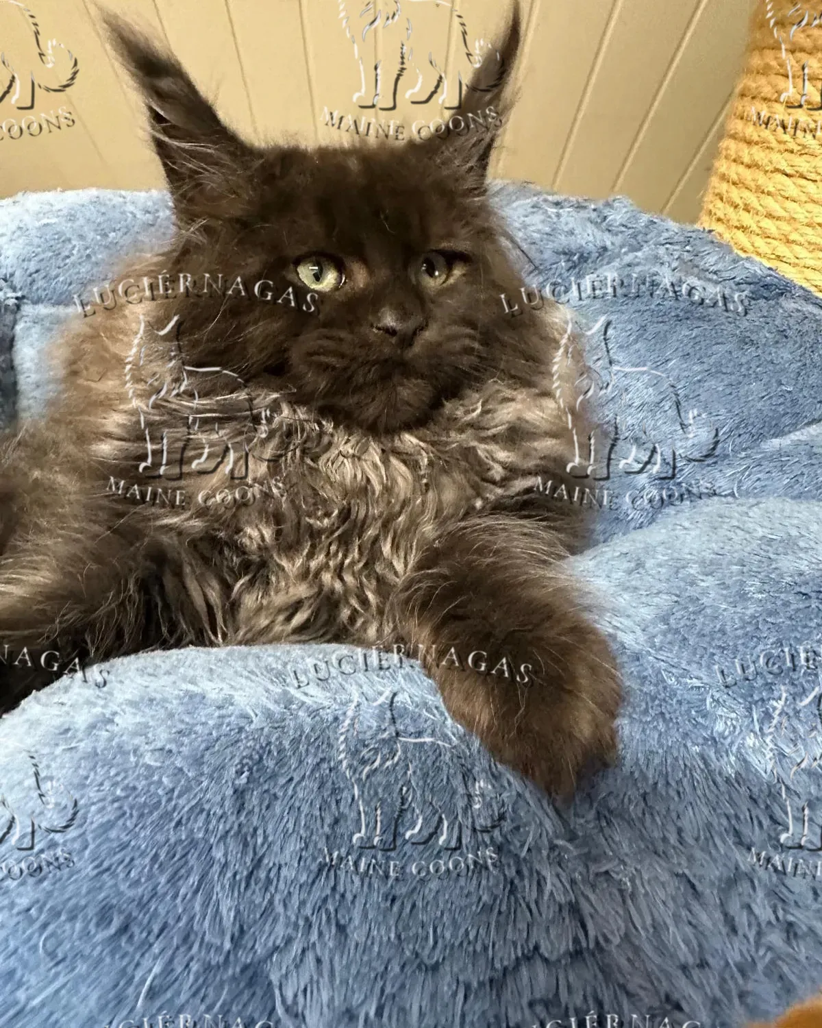 Graf Dracula, Maine Coon