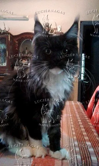 Ying Yang, Maine Coon black smoke/white