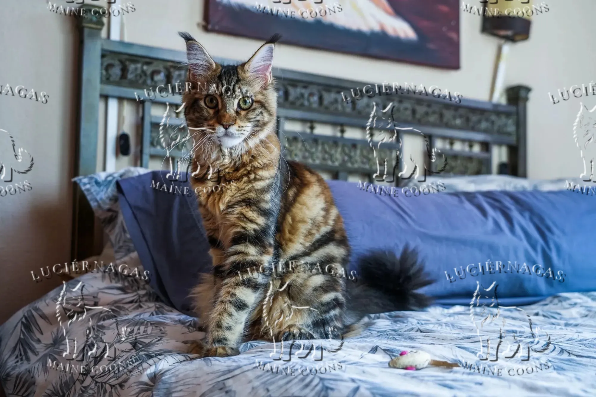 Nahila, Maine Coon