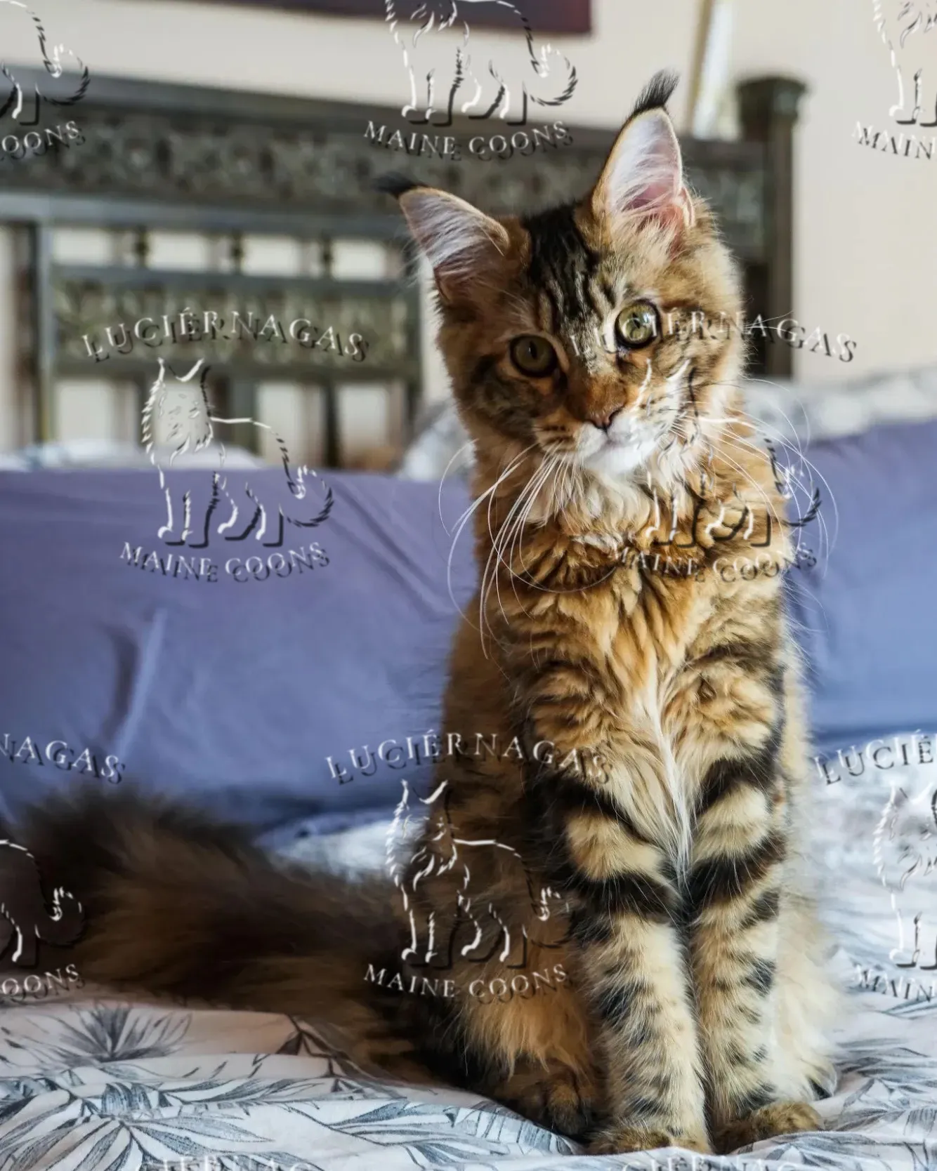 Nahila, Maine Coon