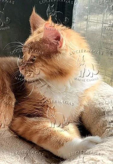 Orishas, Maine Coon red tabby/white