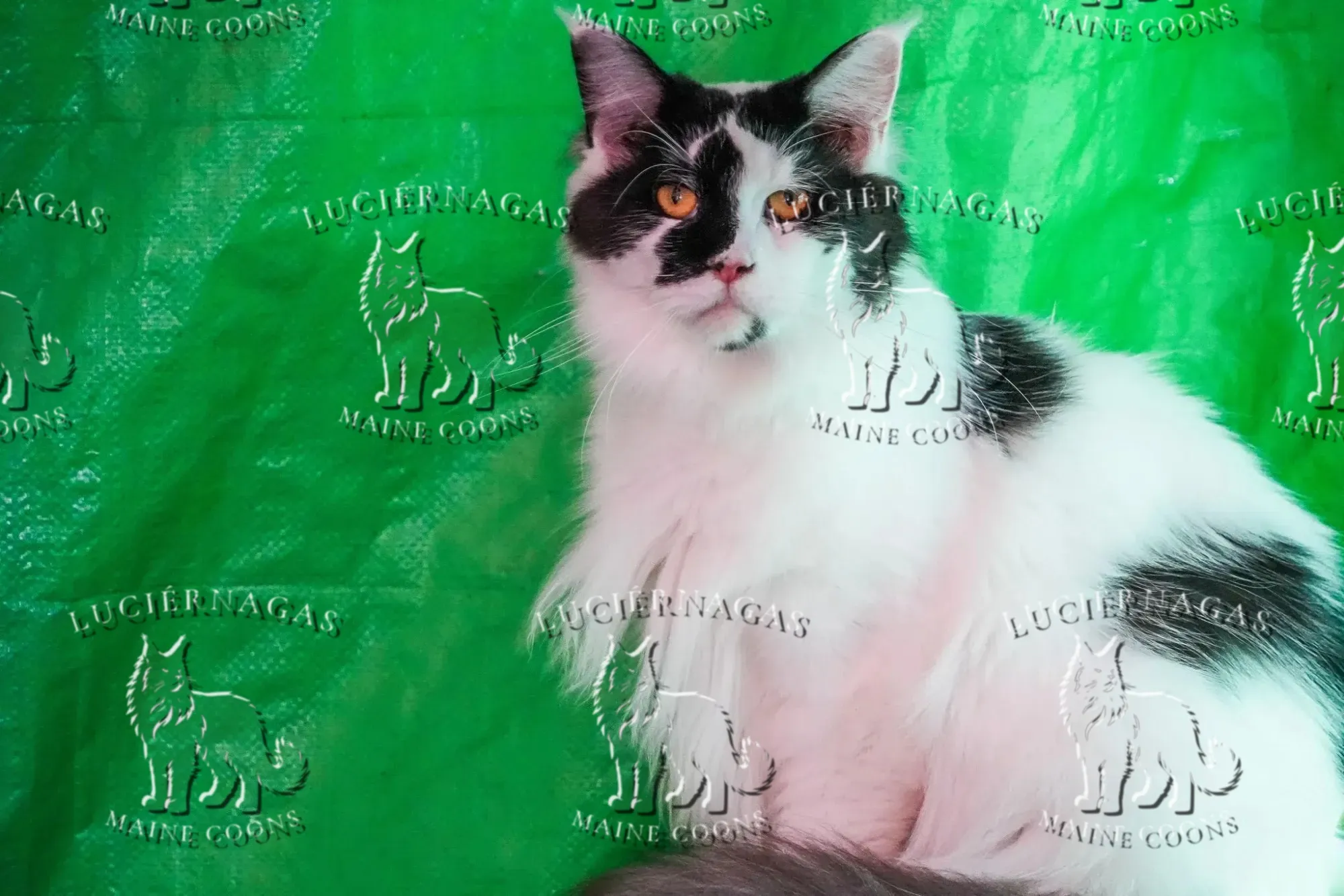 Quirina, Maine Coon black/white