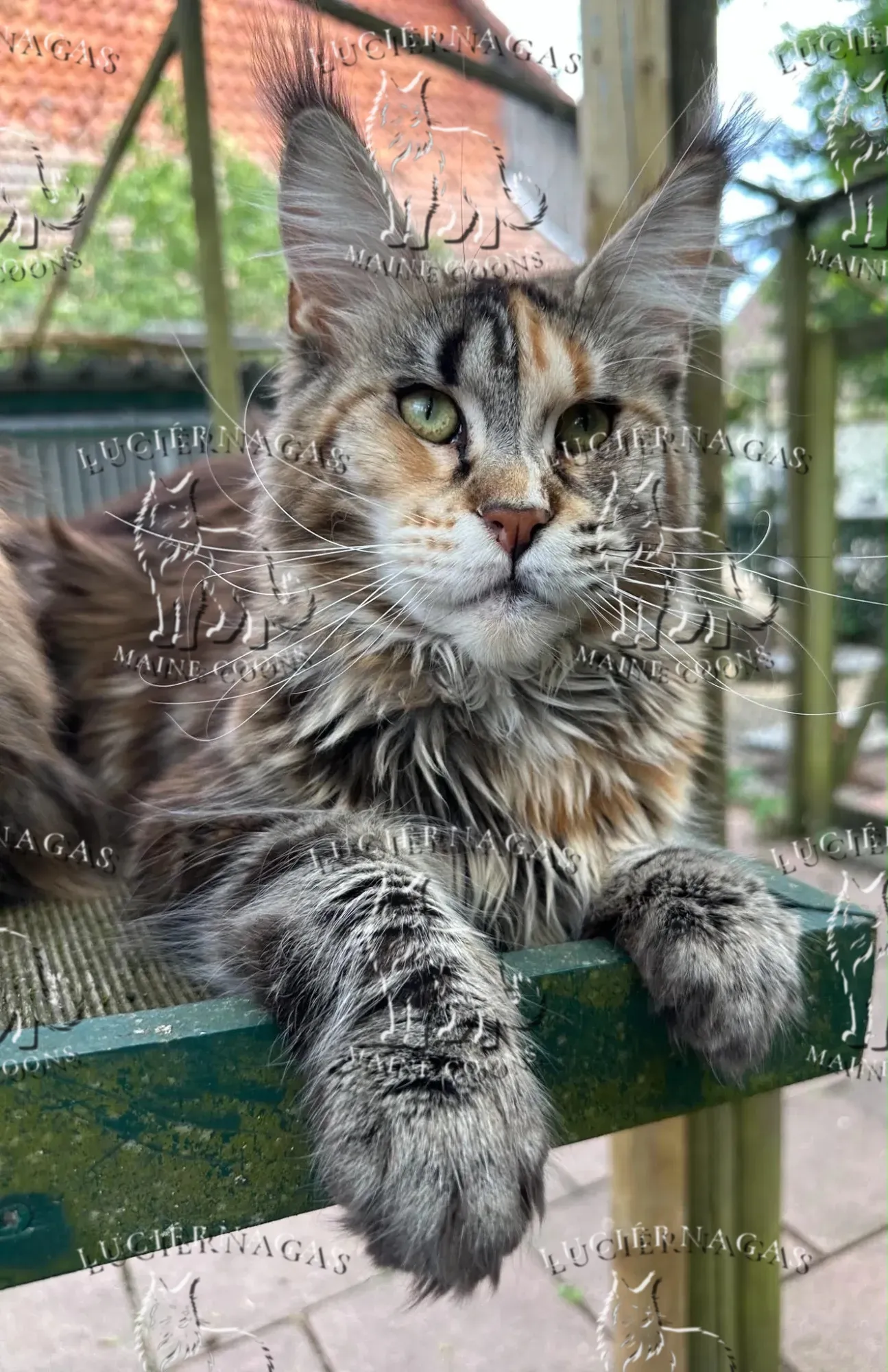 Long Island, Maine Coon black torbie