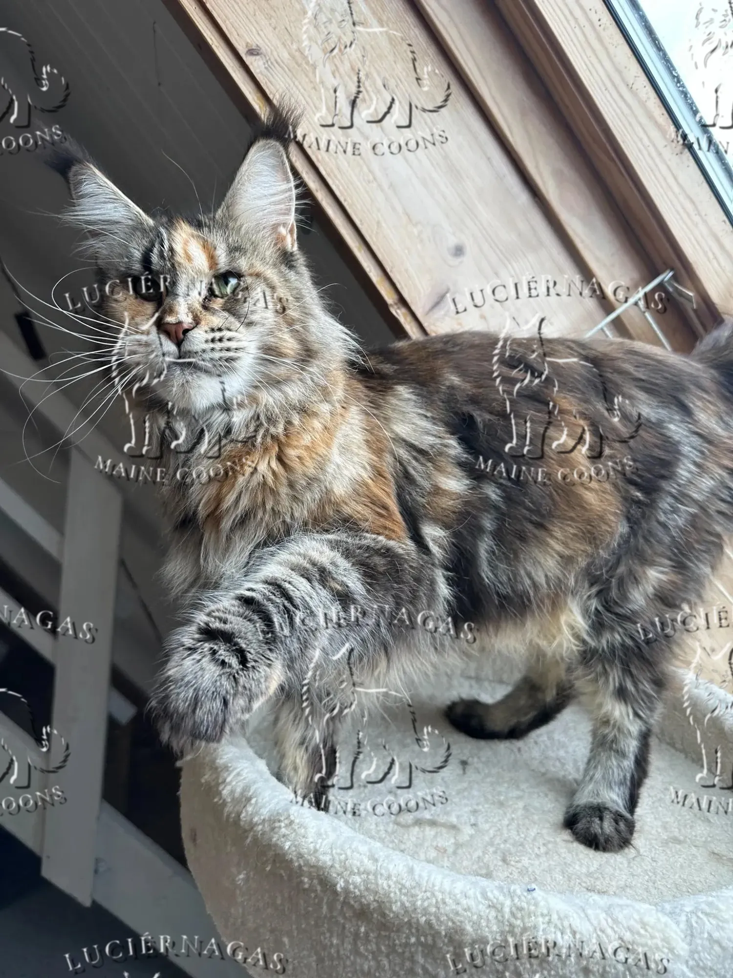 Long Island, Maine Coon black torbie