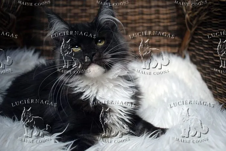 Ying Yang, Maine Coon black smoke/white