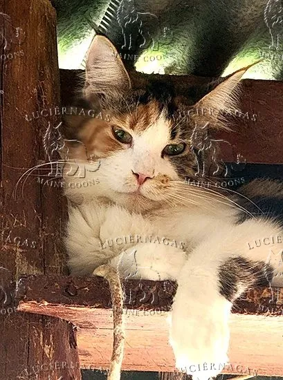 Elmarie, Maine Coon black torbie/white