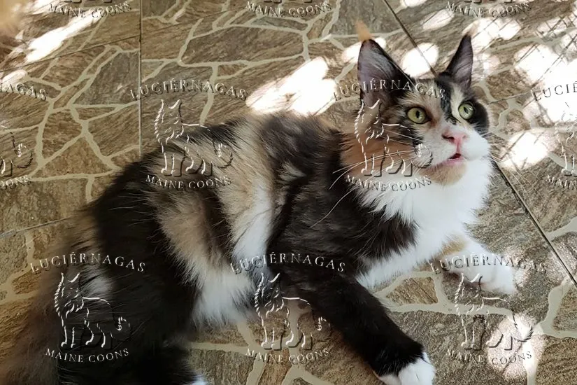 Wicapi, Maine Coon black tortie smoke/white