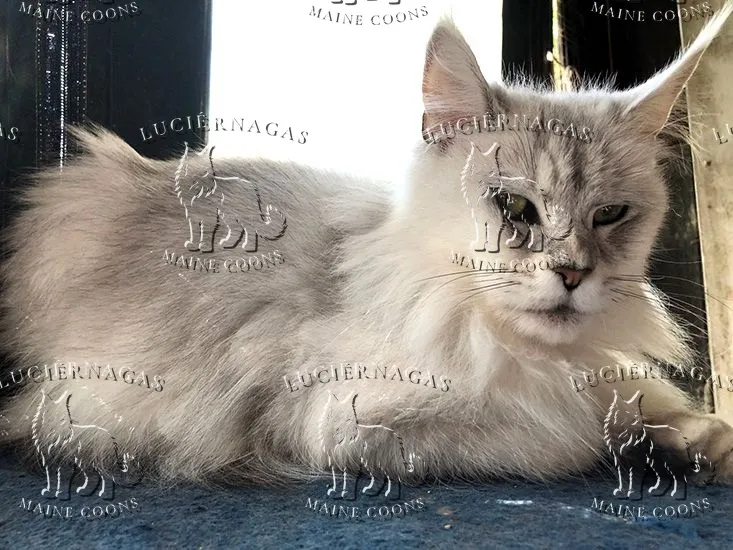 Grace Shalimar, Maine Coon black silver tabby shaded