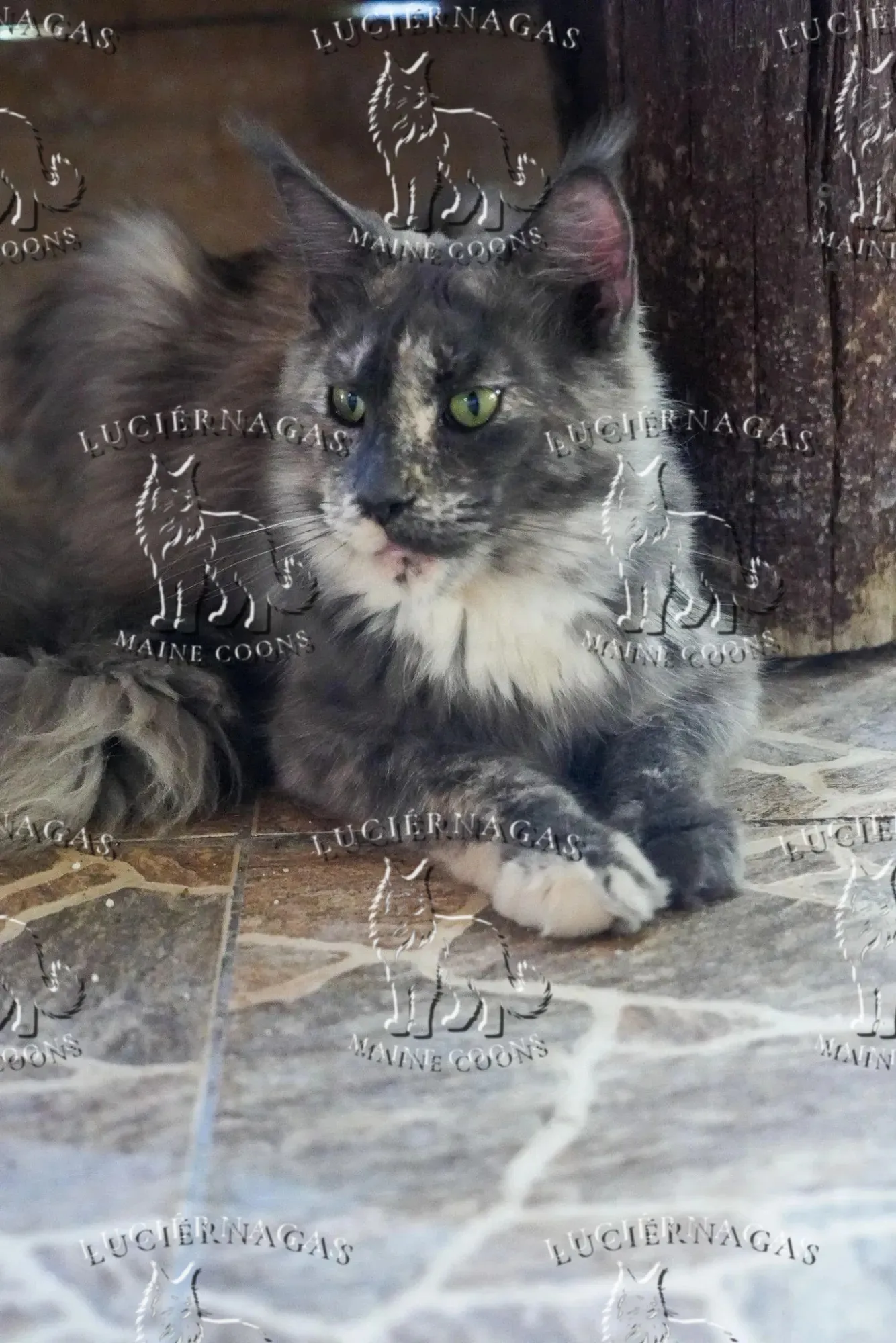 Honeymoon, Maine Coon blue tortie smoke