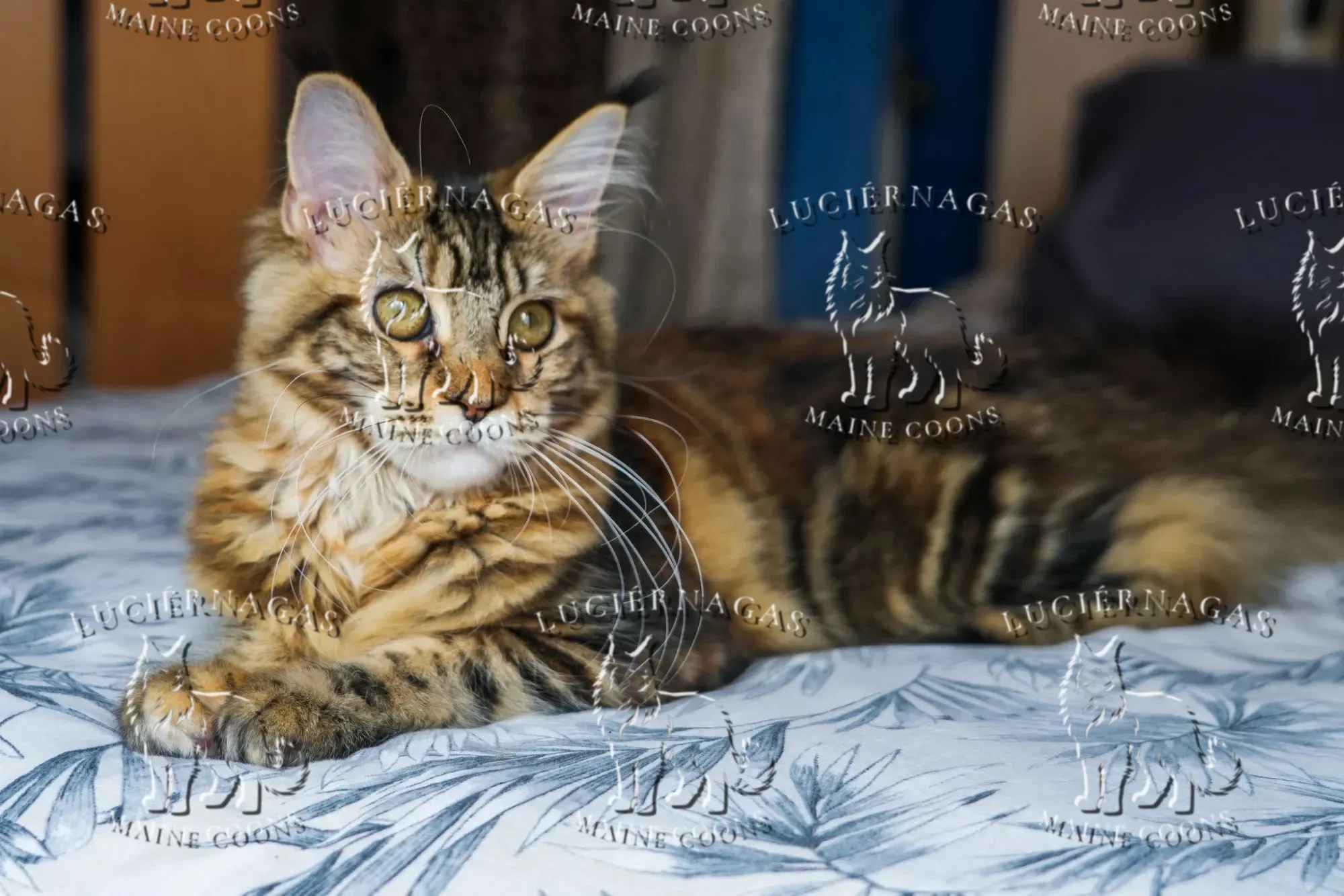 Nahila, Maine Coon