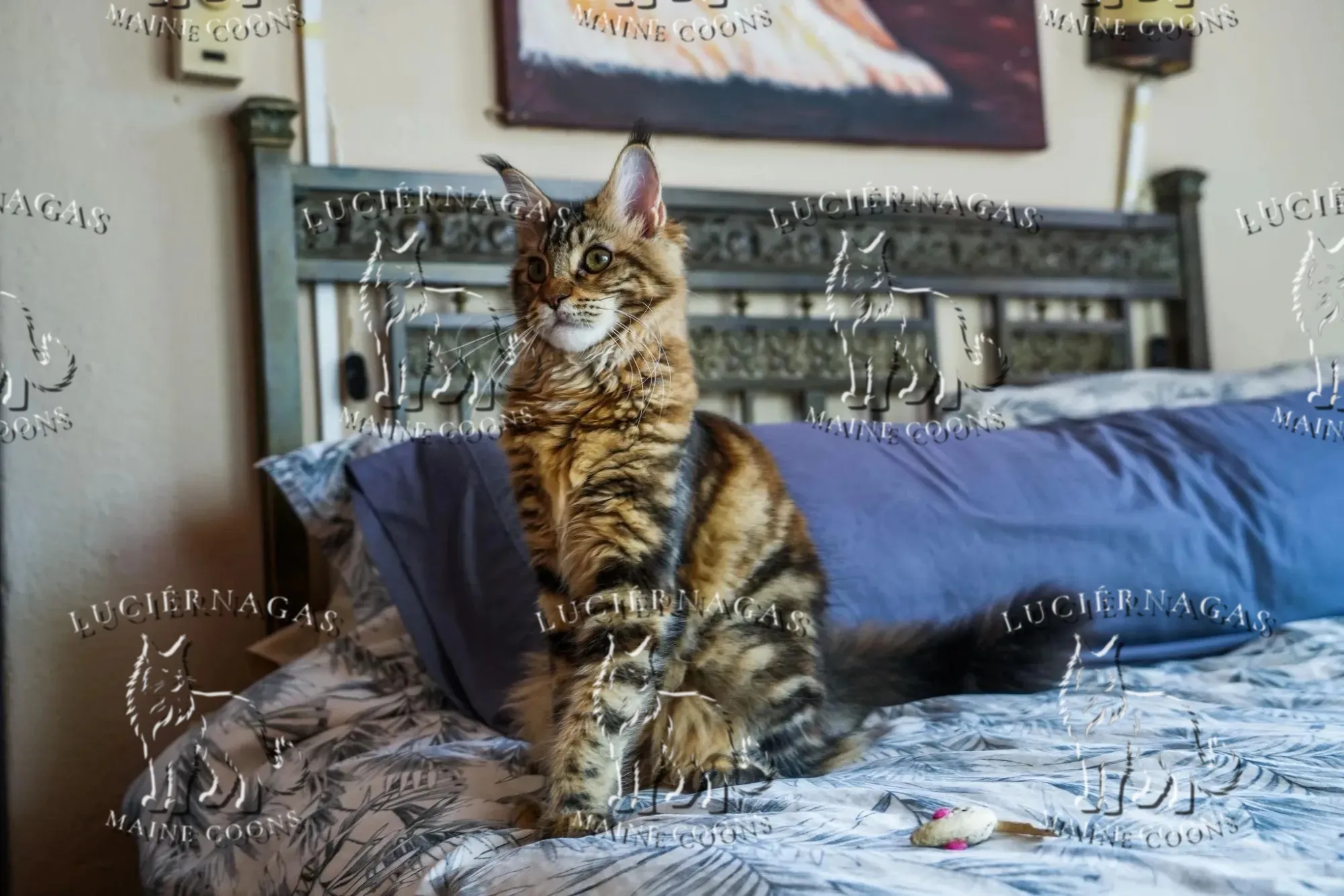 Nahila, Maine Coon