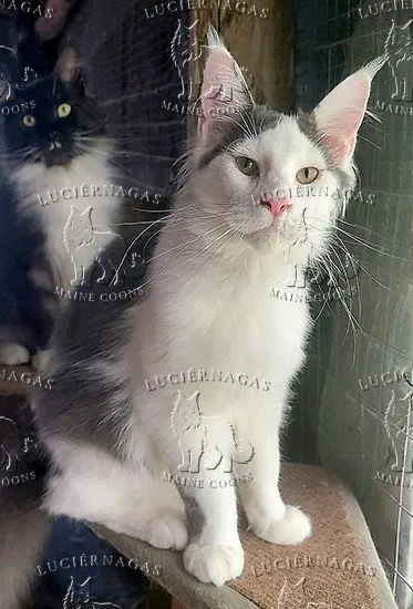 Deluxe, Maine Coon blue/white