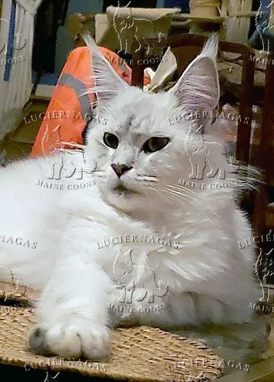Grace Shalimar, Maine Coon black silver tabby shaded
