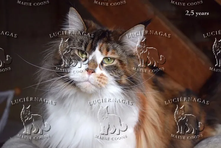 Up Grade, Maine Coon black torbie/white