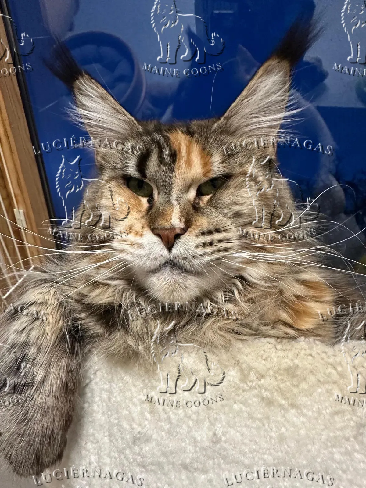 Long Island, Maine Coon black torbie