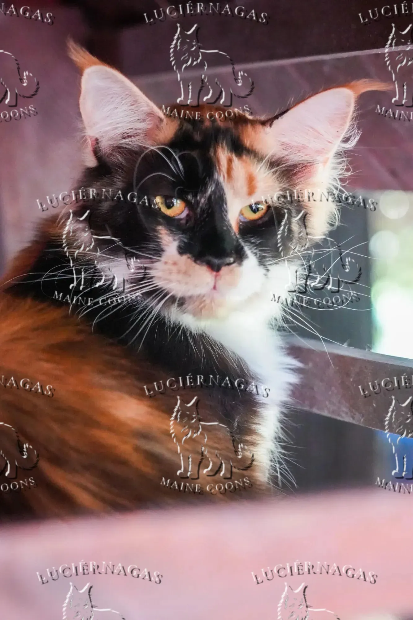 Shimani, Maine Coon
