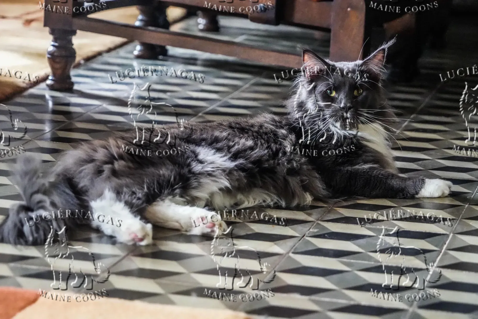 Free Grizzly, Maine Coon blue/white
