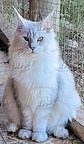 Lotus, Maine Coon black silver shaded