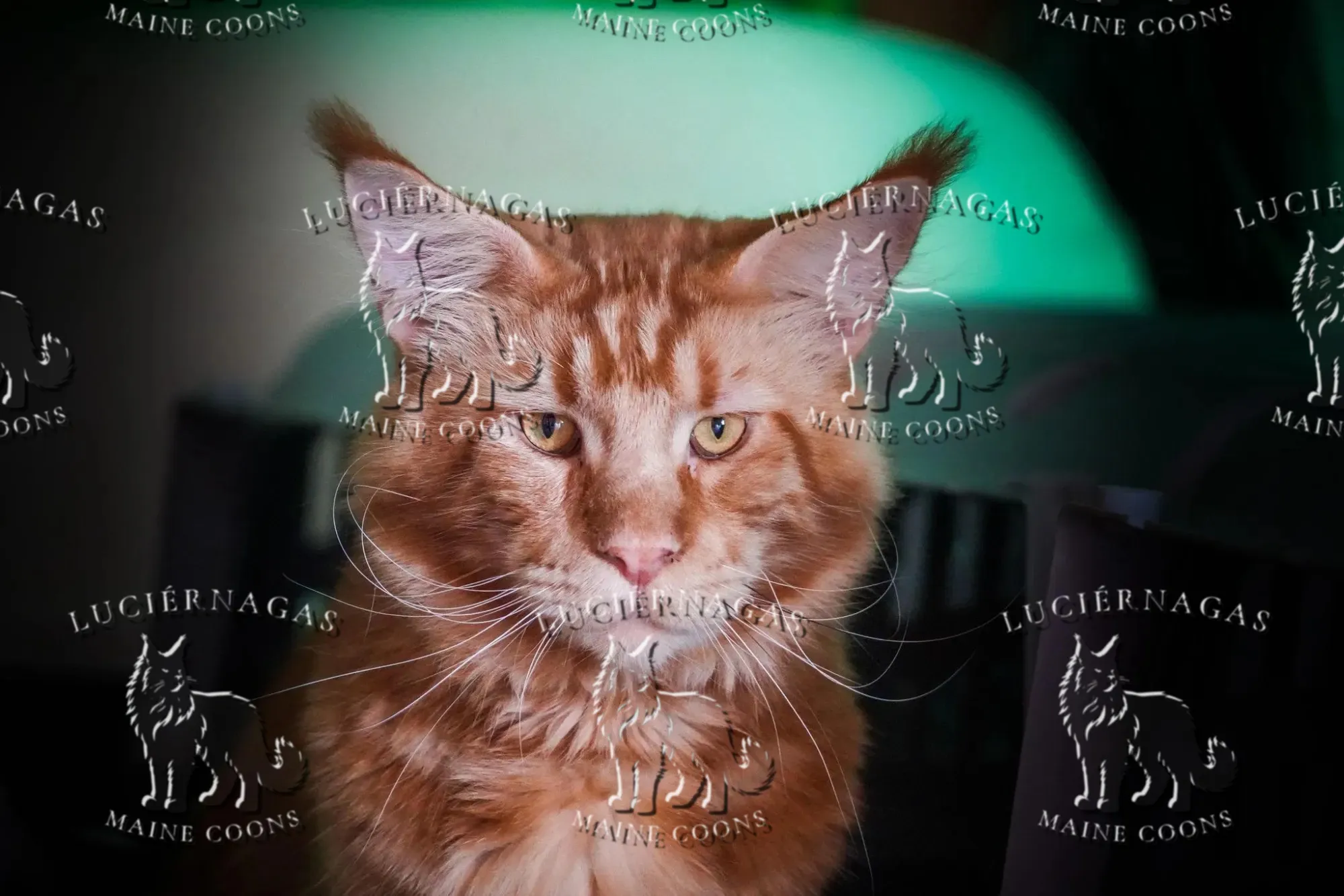 Beethoven, Maine Coon red classic tabby