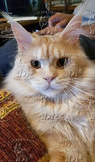 Touch Down, Maine Coon red silver ticked tabby