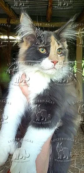 Famous Girl P, Maine Coon blue silver torbie/white