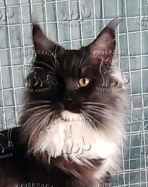 Parvati, Maine Coon black smoke/white