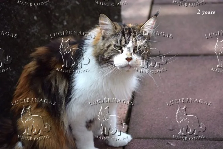 Up Grade, Maine Coon black torbie/white