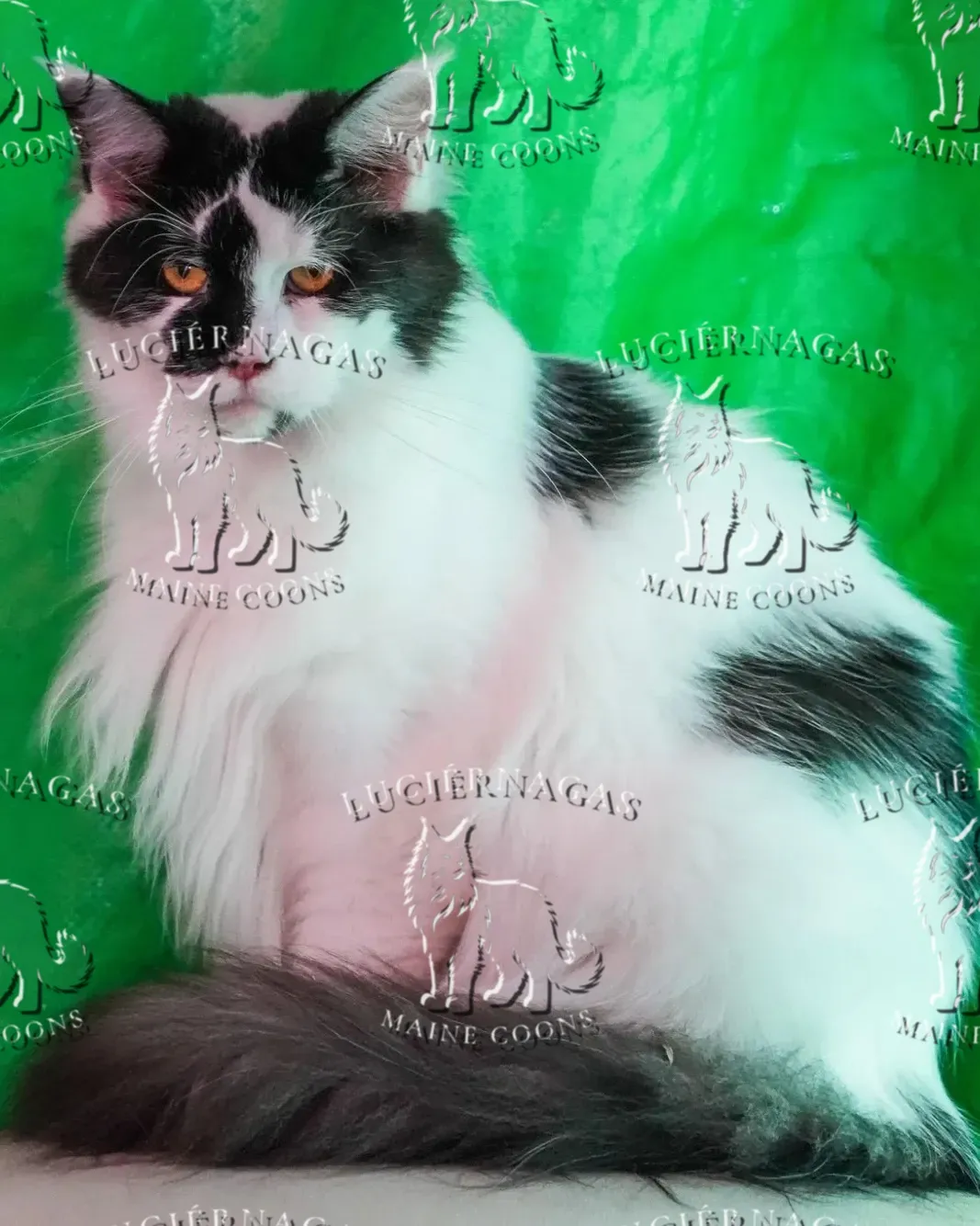 Quirina, Maine Coon black/white