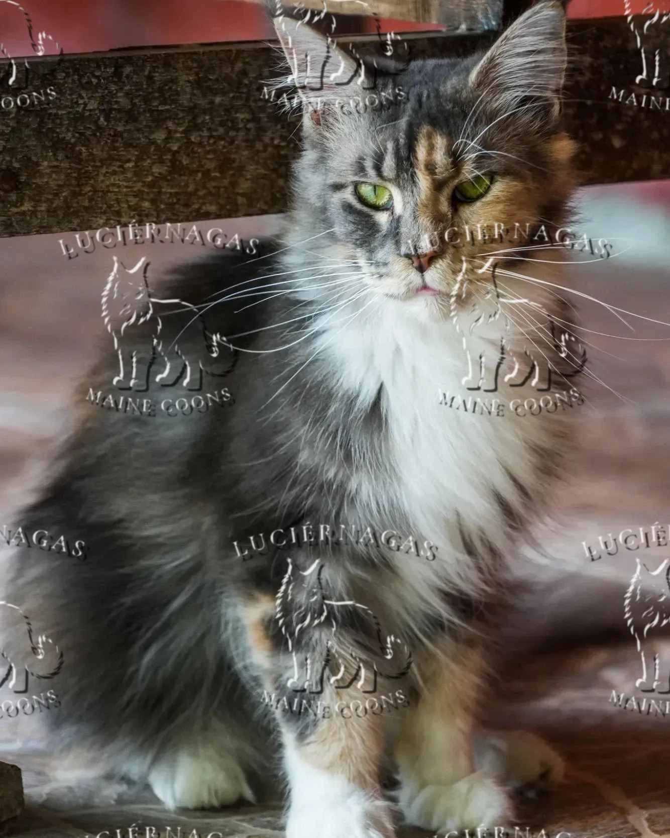 Ekyna, Maine Coon blue silver tabby/white