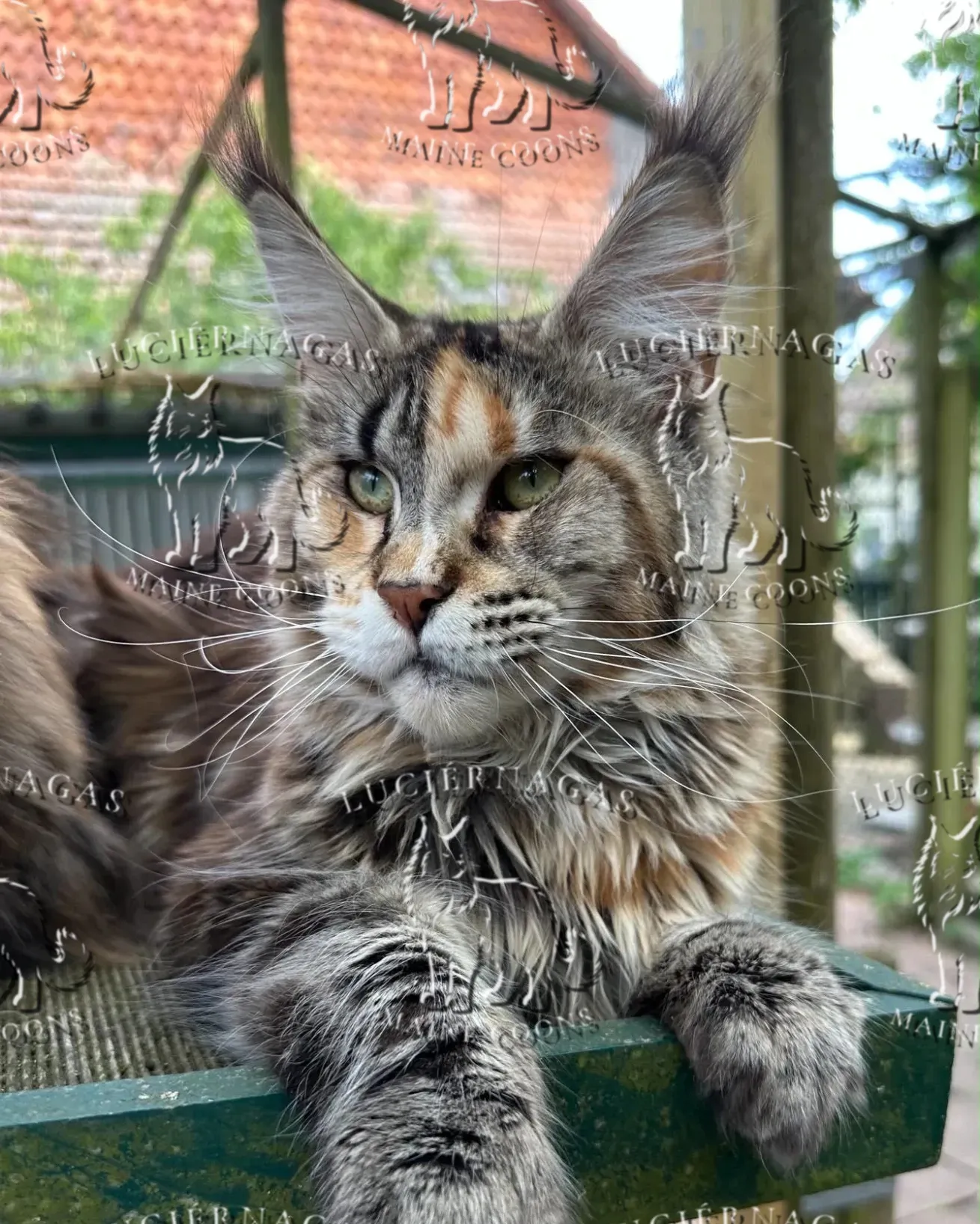 Long Island, Maine Coon black torbie