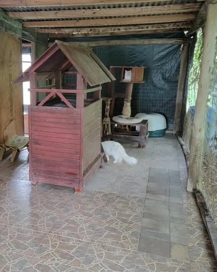 Una casita de madera con techo de dos aguas, una gata blanca a su lado y un rascador al fondo, en el gatio de la pared naranja