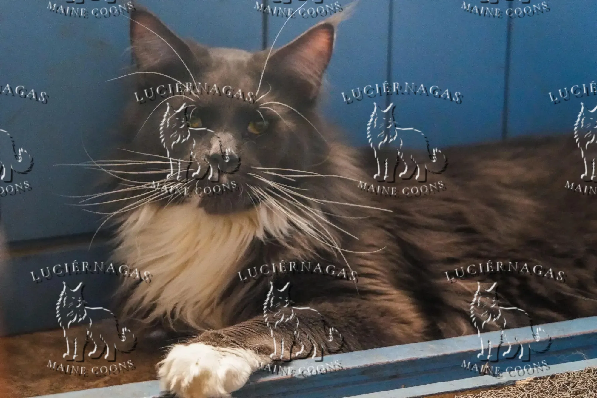 Free Grizzly, Maine Coon blue/white