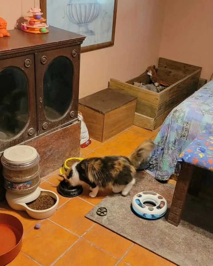 Una gata tricolor comiendo de su plato en el cuarto de los gatitos, junto a un dispensador de comida y un mueble antiguo