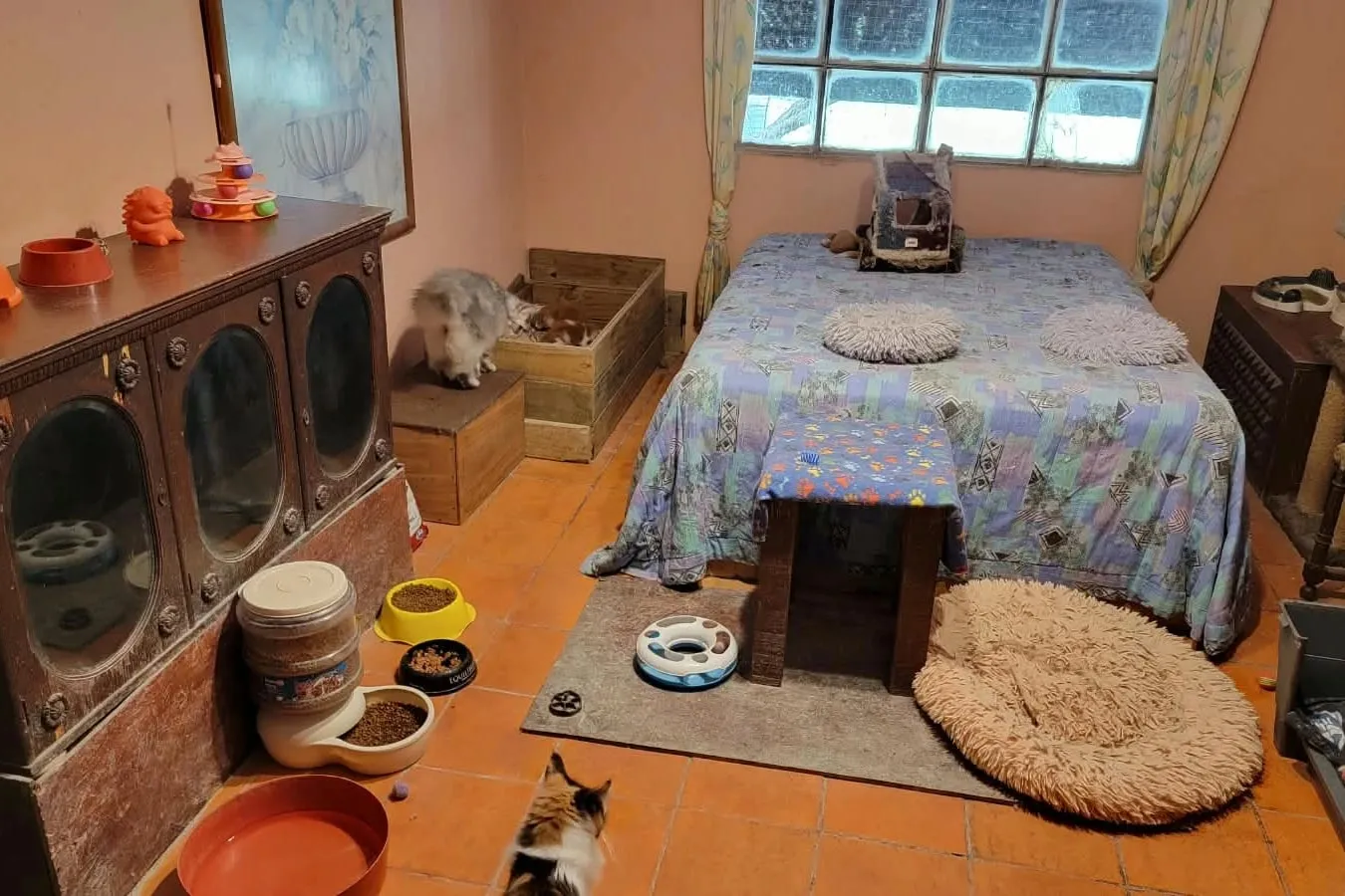 El cuarto de los gatitos: una cama grande, un mueble antiguo con comedero y una caja de madera donde duermen los gatitos, sobre piso de baldosas naranjas
