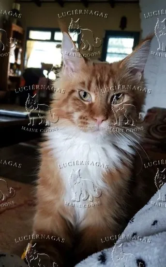 Osiris, Maine Coon red tabby/white