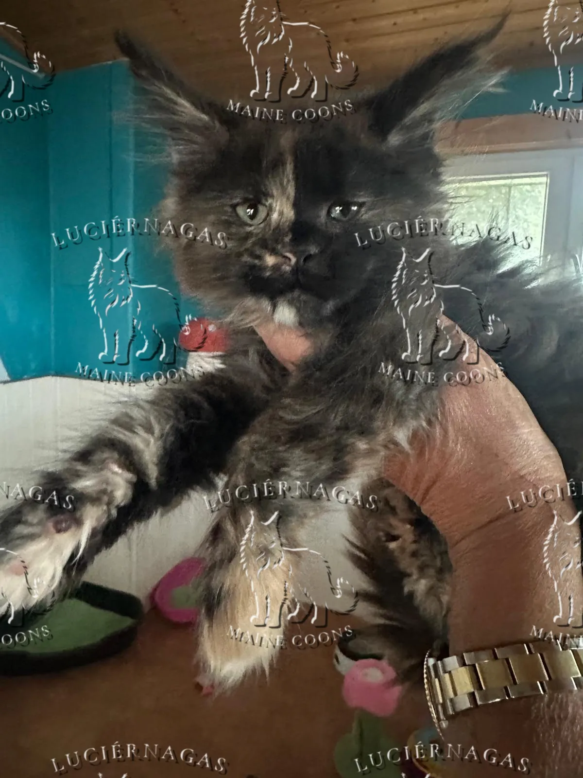 Diadem Maine Coon black tortie