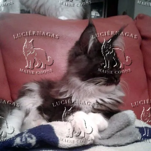 Ying Yang, Maine Coon black smoke/white