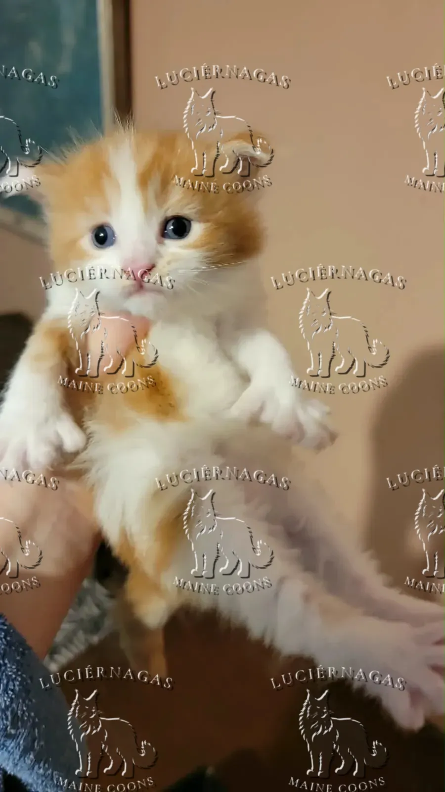 Zeelda, gatita blanca con manchas naranjas, sostenida en la mano
