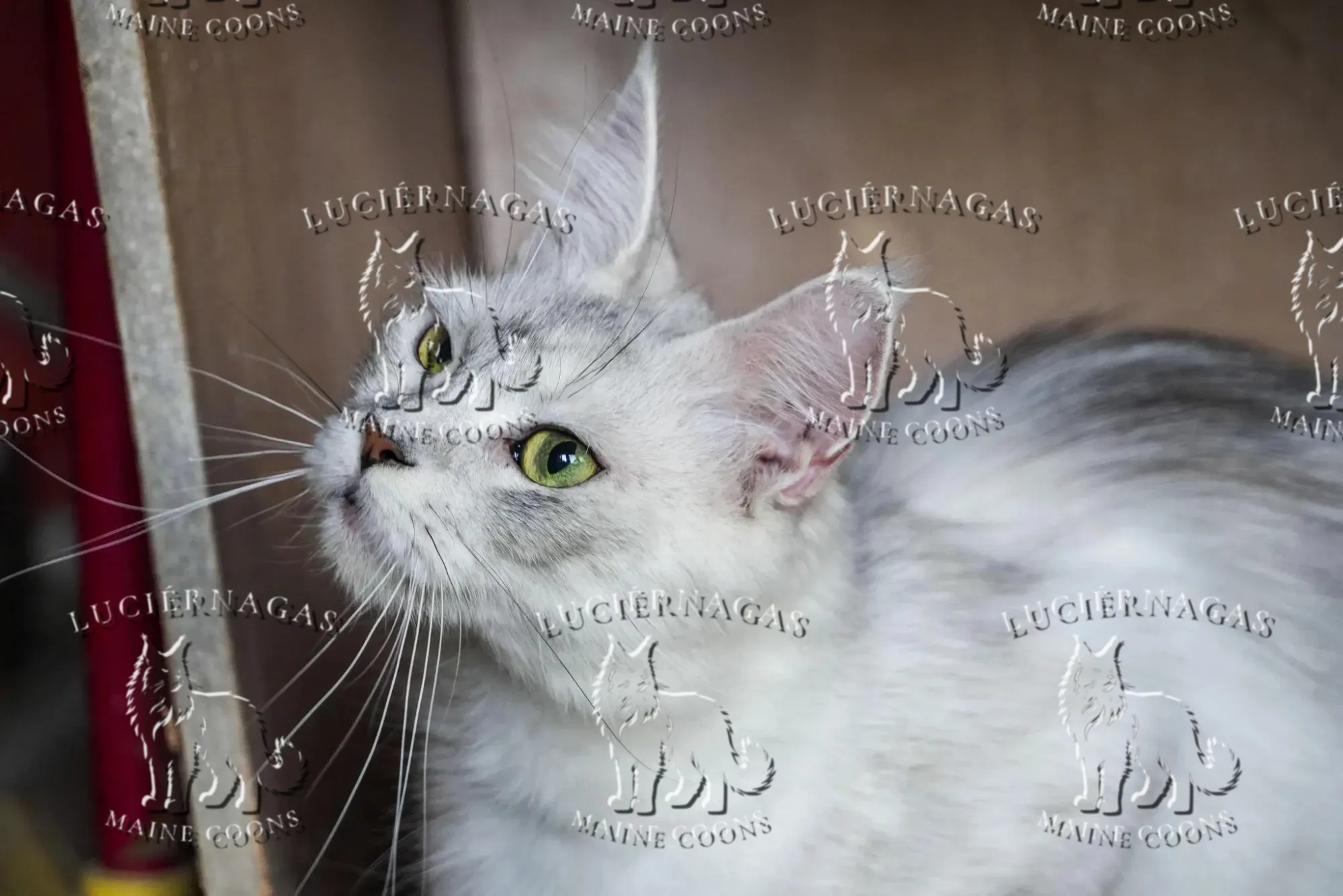Amesha, Maine Coon black silver torbie shaded/white