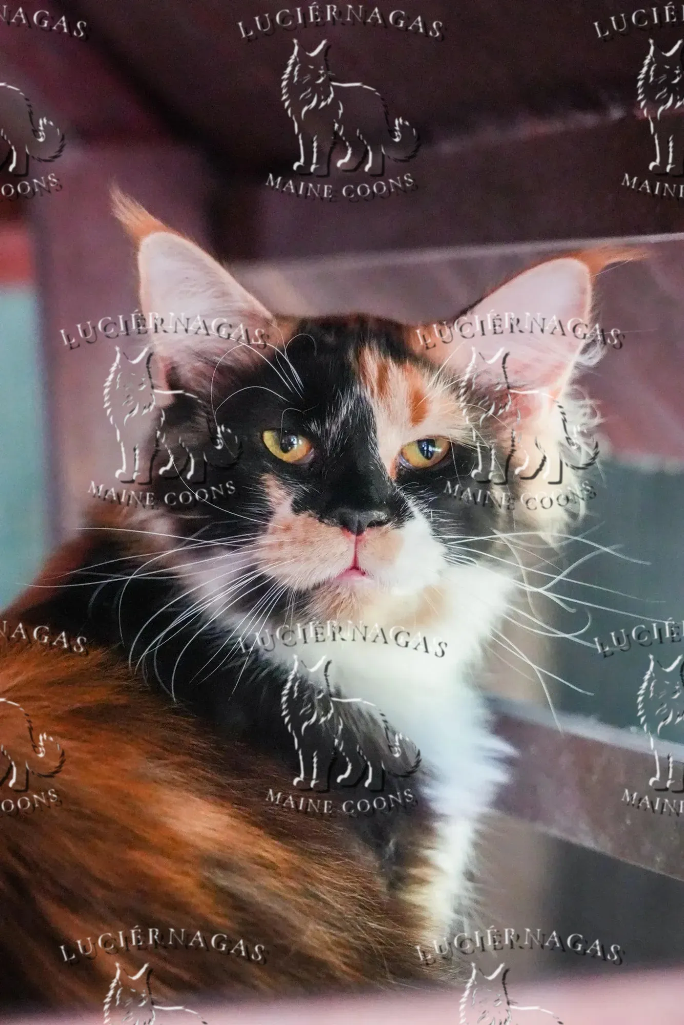 Shimani, Maine Coon