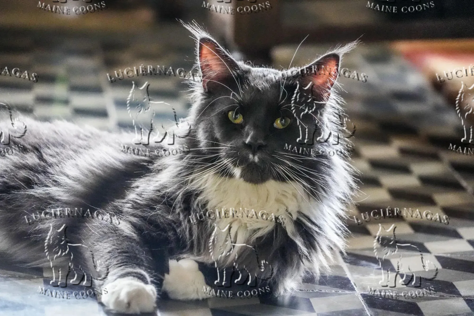 Free Grizzly, Maine Coon blue/white