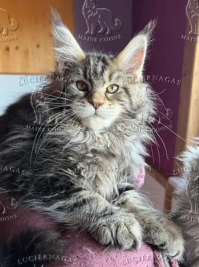 Hurricane, Maine Coon brown classic tabby